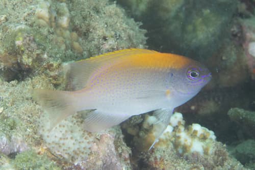 Orange-head Demoiselle
