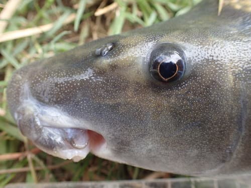Orange River Mudfish