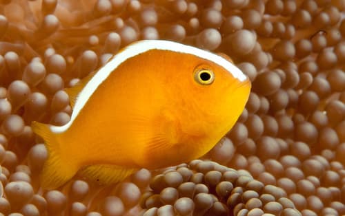 Orange Skunk Anemonefish