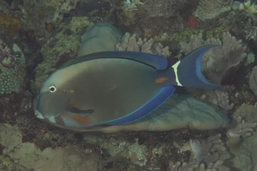 Orange-socket Surgeonfish