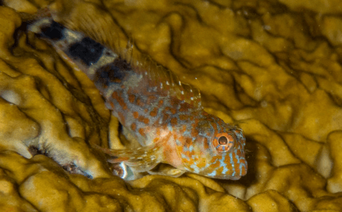 Orange-spotted Blenny