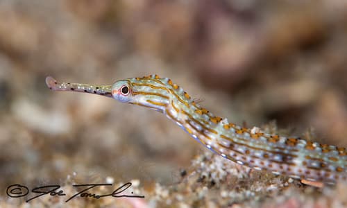 Orange-spotted Pipefish