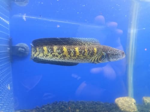 Orange-spotted Snakehead