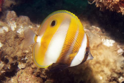 Orange-tailed Coralfish