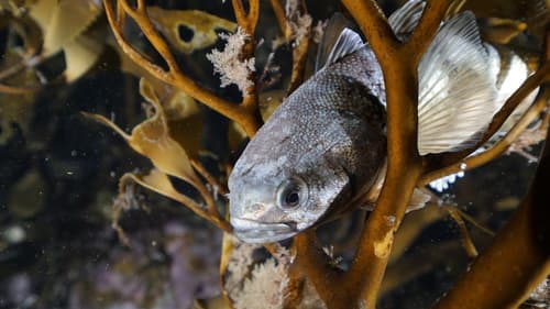 Orange-throat Notothen