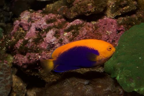 Orangeback Angelfish