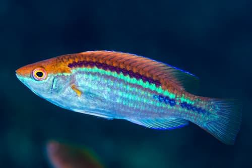 Orangeback Wrasse