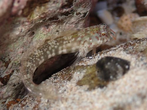 Orangedotted Blenny