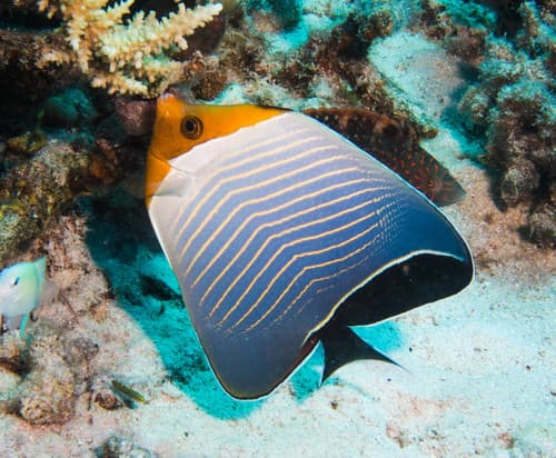 Orangeface Butterflyfish