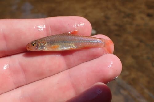 Orangefin Shiner