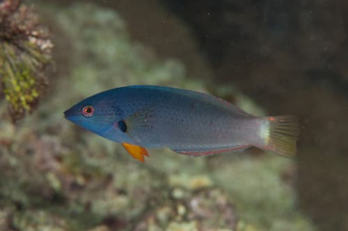 Orangefin Wrasse