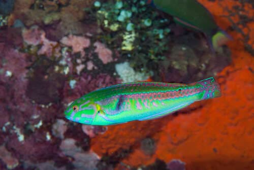 Orangeline Wrasse