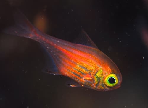 Orangelined Bullseye