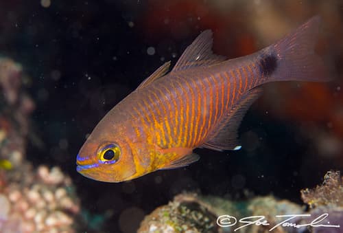 Orangelined Cardinalfish