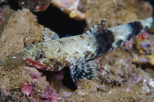 Orangemouth Lizardfish