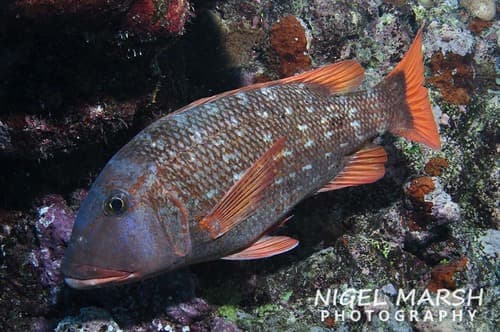 Orangespotted Emperor