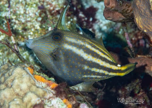 Orangespotted Filefish