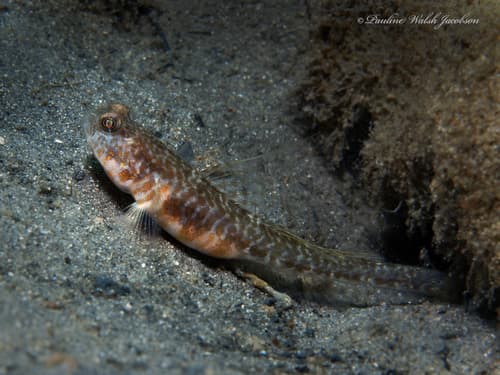 Orangespotted Goby