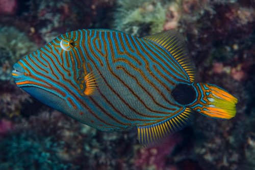 Orangestripe Triggerfish