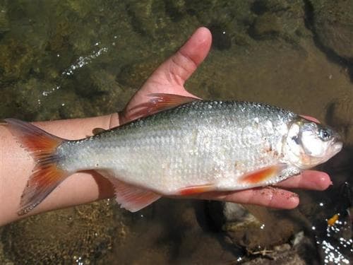 Orangetail Brycon