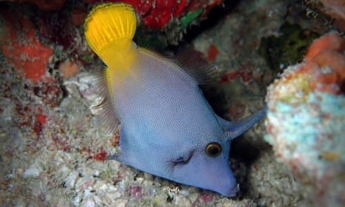 Orangetail Filefish