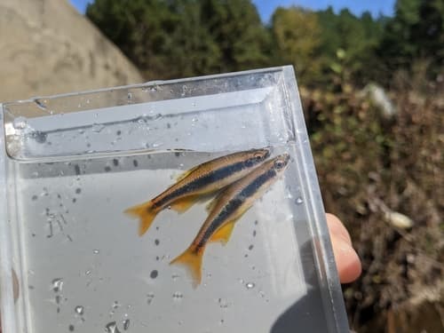 Orangetail Shiner