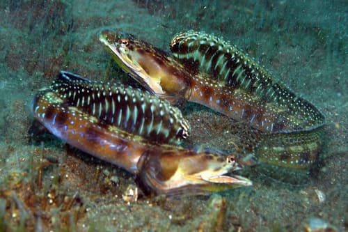 Orangethroat Pikeblenny