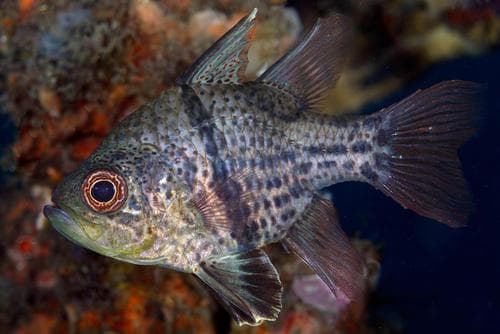 Orbicular Cardinalfish