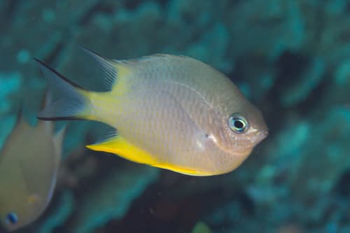 Orbicular Damselfish