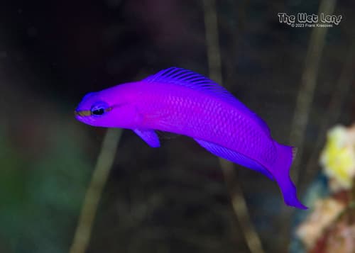 Orchid Dottyback