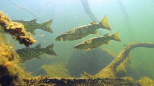 Ord River Mullet