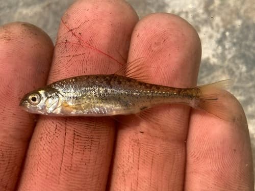 Oregon Chub