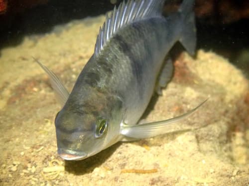 Oreochromis squamipinnis