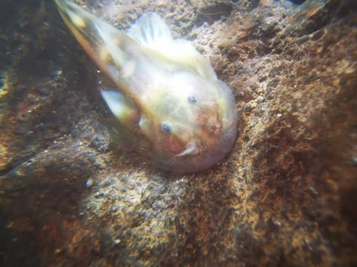 Oreoglanis suraswadii