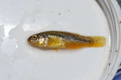 Orestias agassii