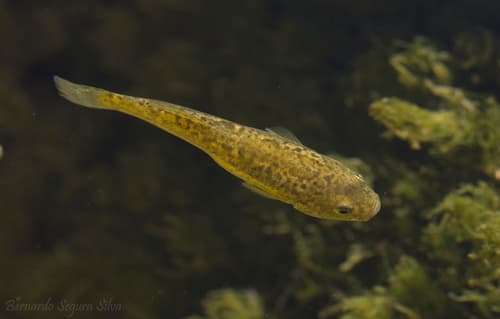 Orestias ascotanensis