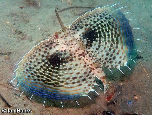 Oriental Flying Gurnard