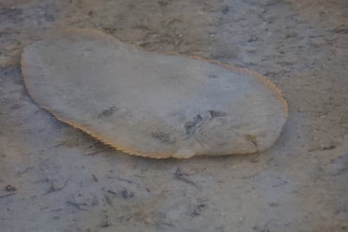 Oriental Sole