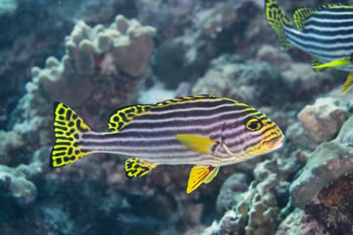 Oriental Sweetlips