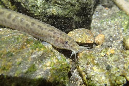 Oriental Weatherfish