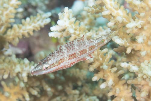 Oriental Wrasse