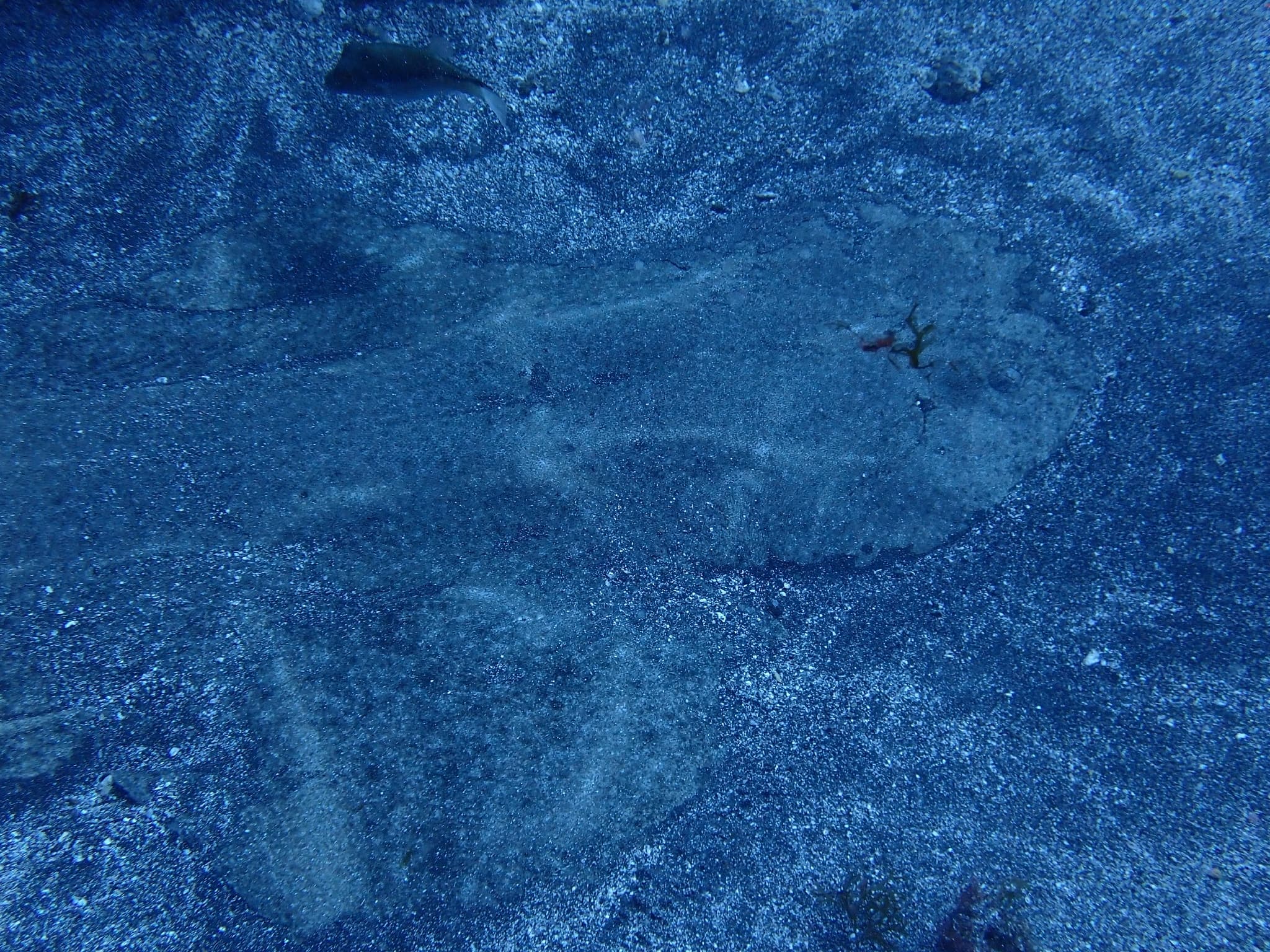 Angelshark