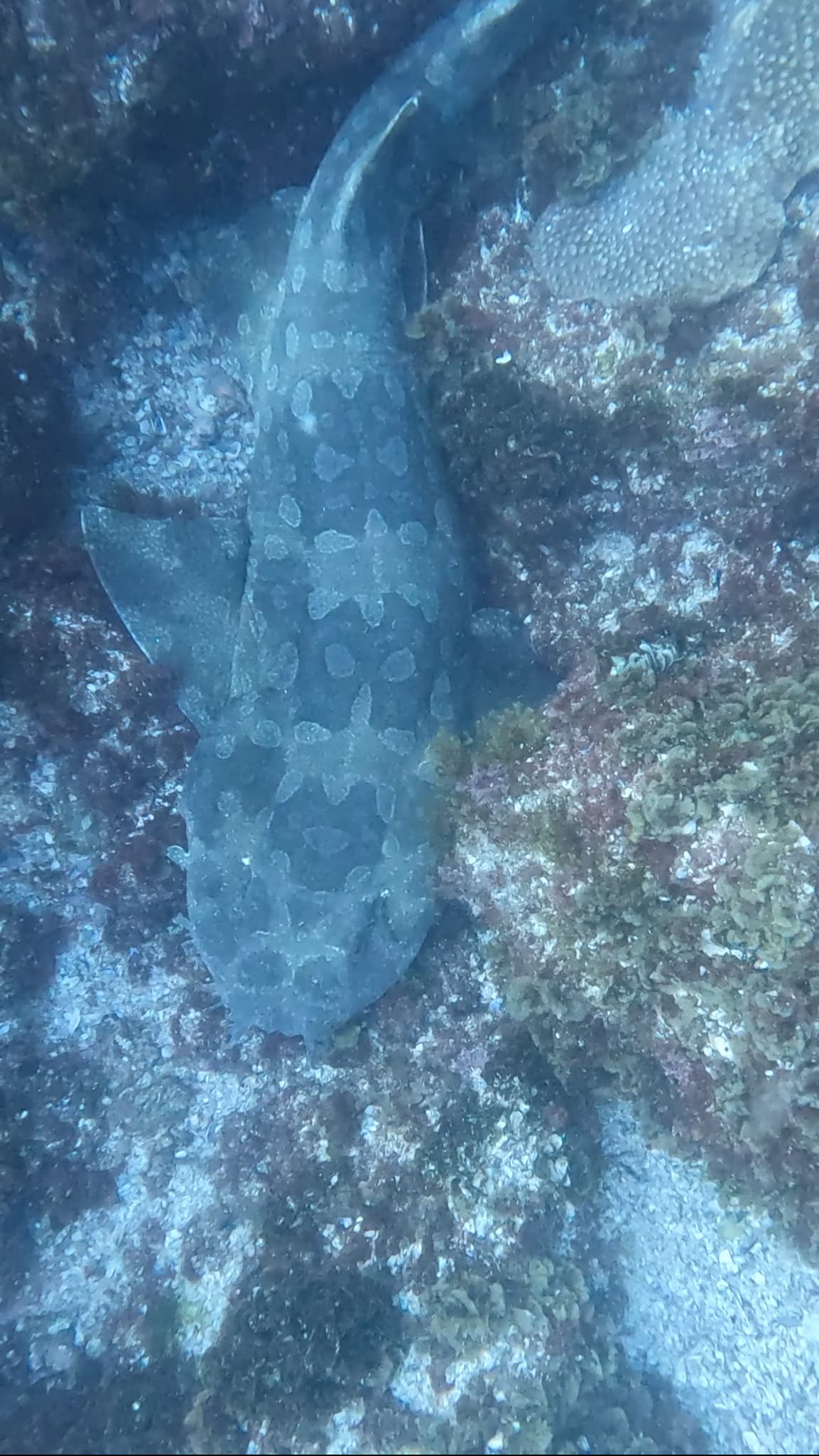 Wobbegong
