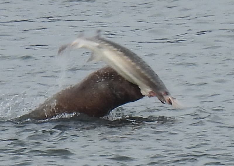 Sturgeon