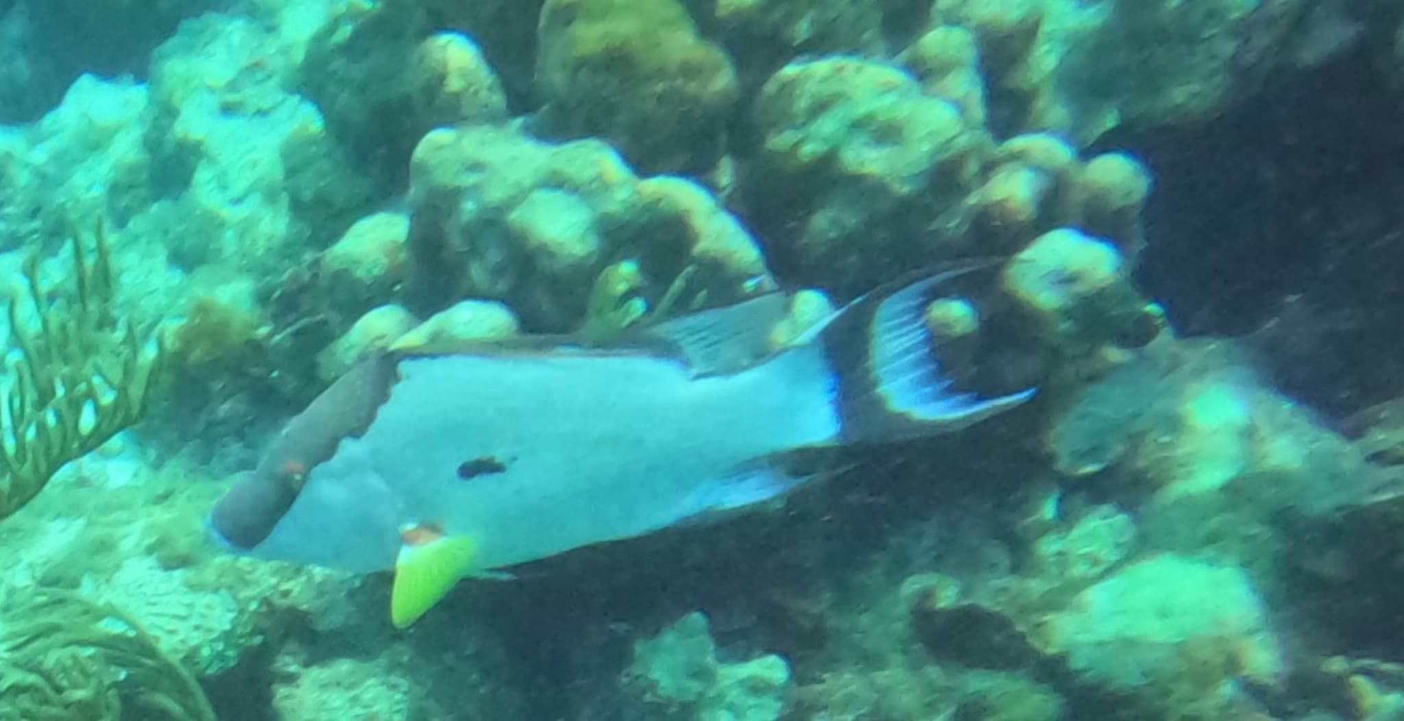 Hogfish