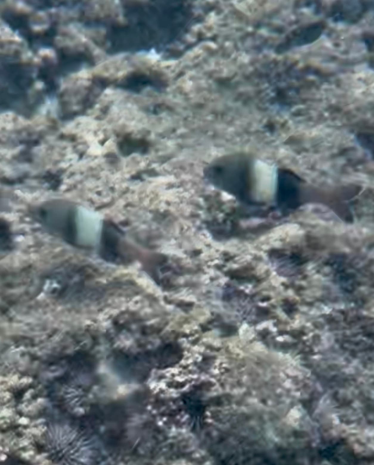 Goatfish