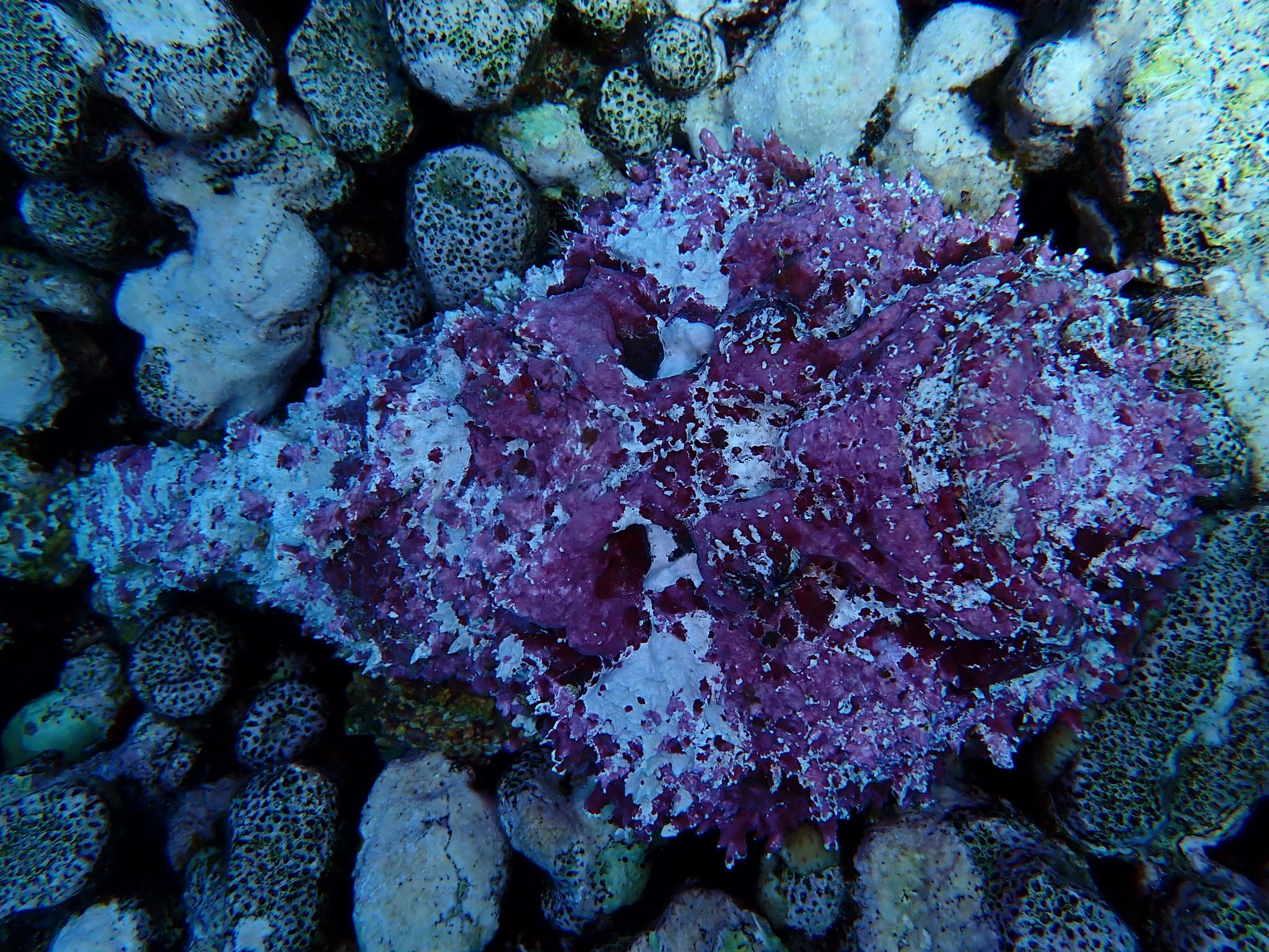 Stonefish