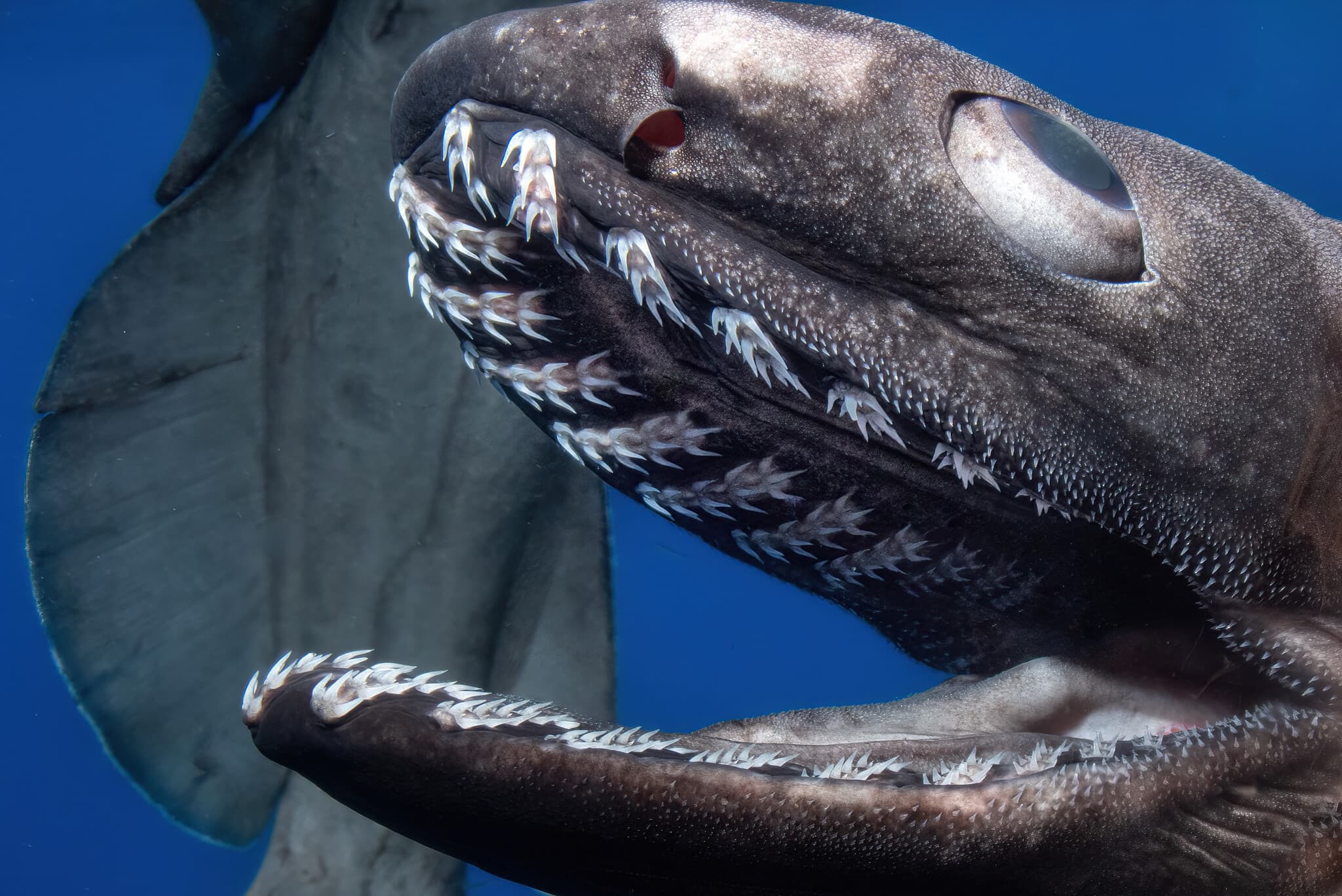 Frilled Shark