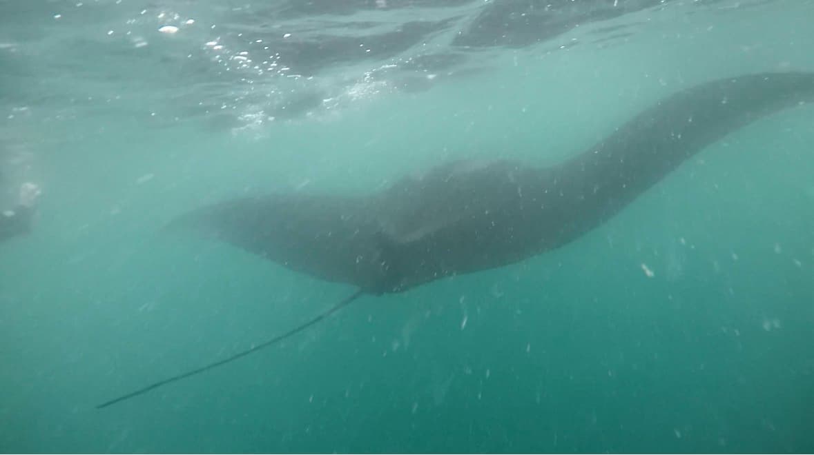 Manta Ray