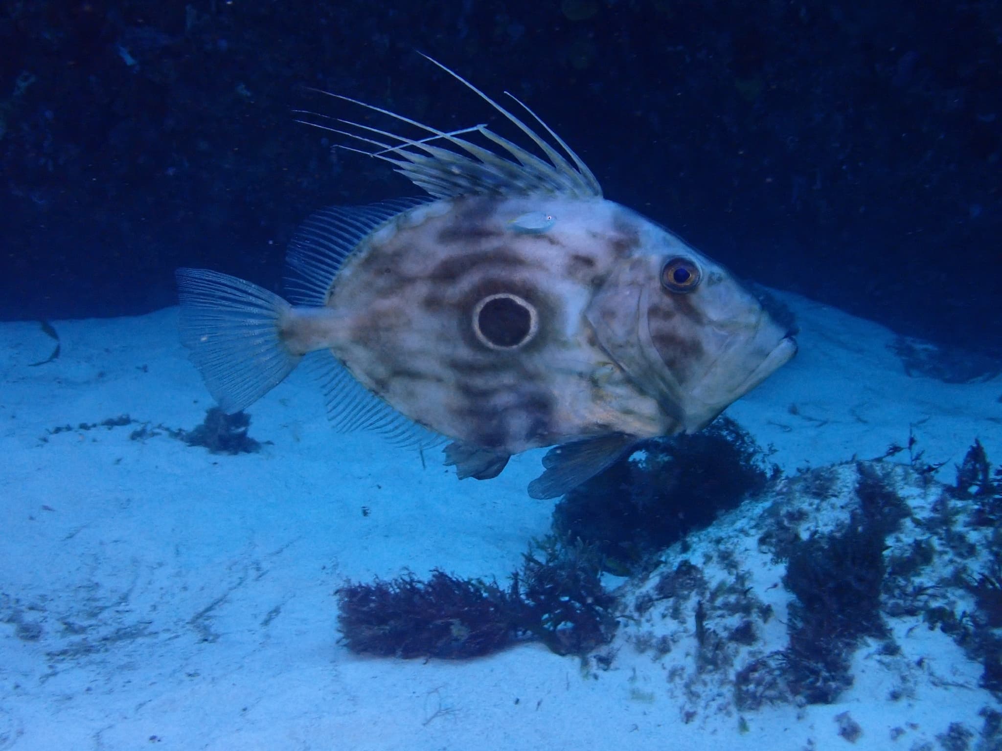 Dory (John)
